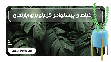 ۹ گیاهان پیشنهادی گل‌باغ برای آپارتمان