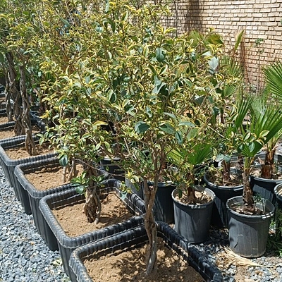 درختچه تزئینی لکستروم